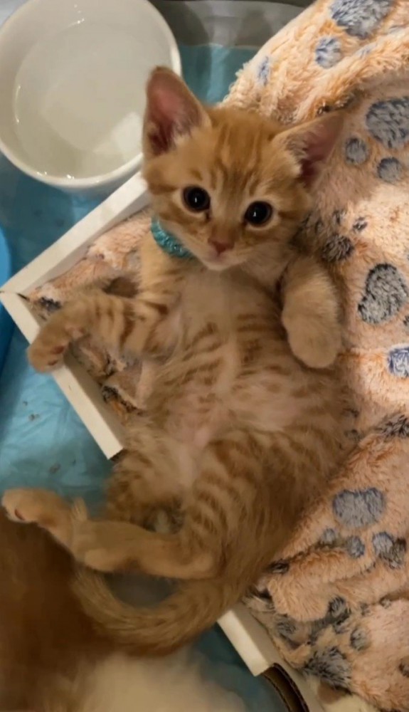 足を向かって左に向ける茶トラ