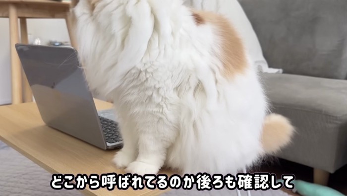 PCの後ろを確認するレモンくん