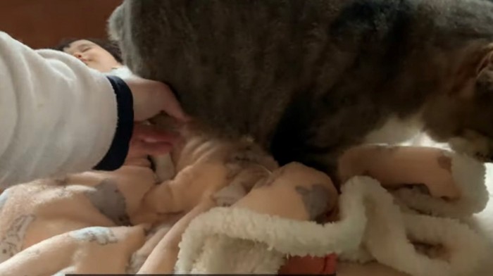 飼い主に後ろ足をどかされる猫