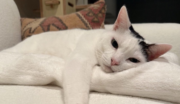 横になって飼い主を見つめるぶち猫