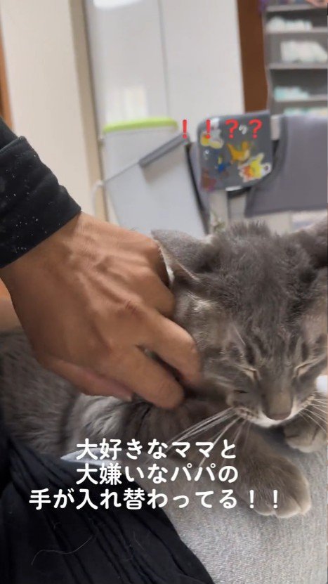 頬をなでられる猫