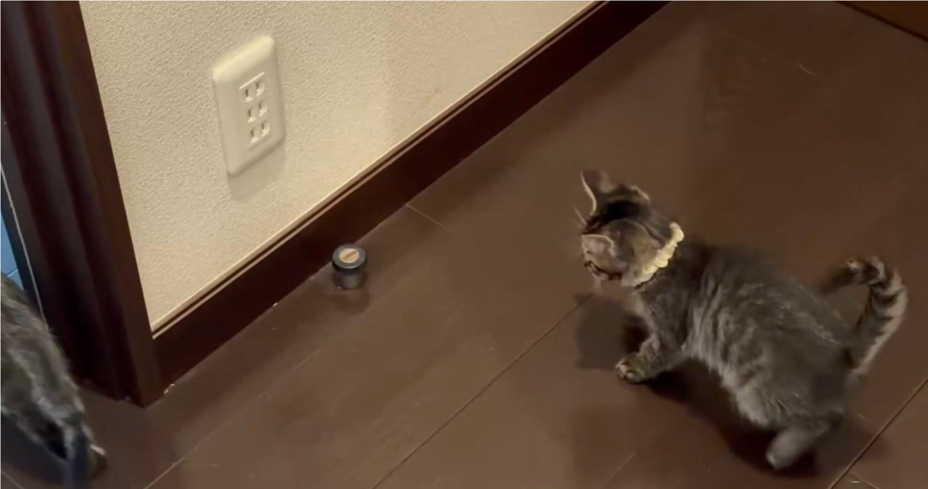 見つめる猫