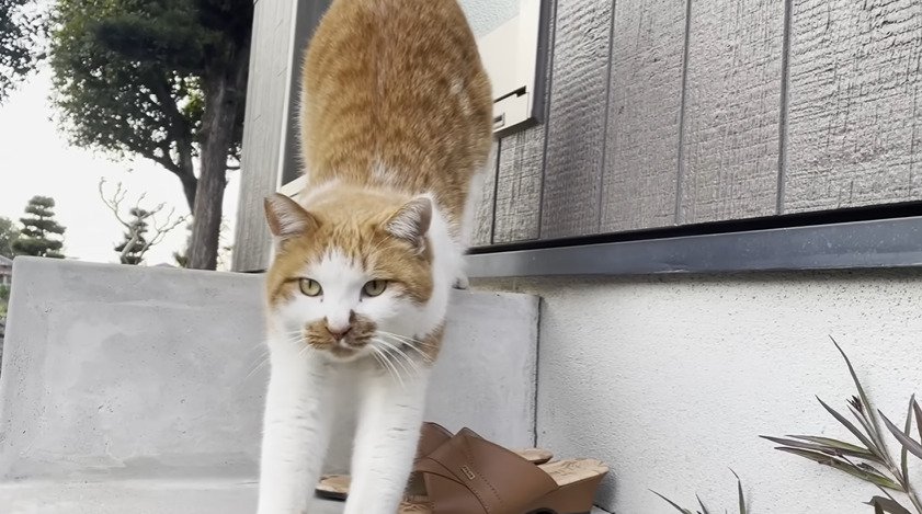 伸びをする猫
