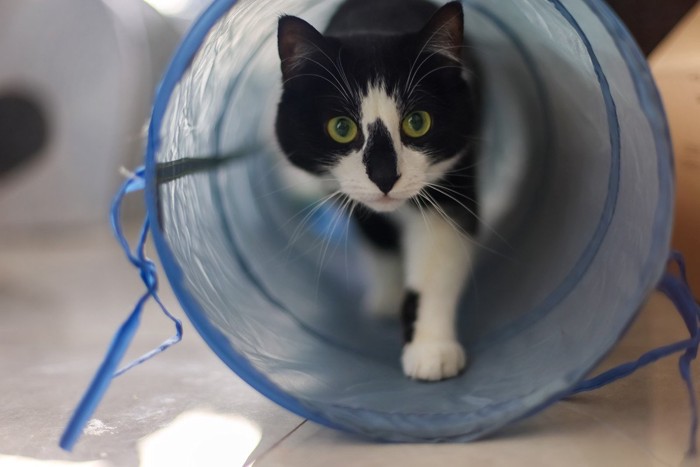 トンネルを歩く猫