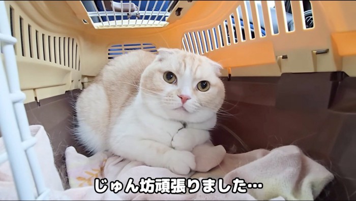 ペットキャリーの中で伏せをする猫