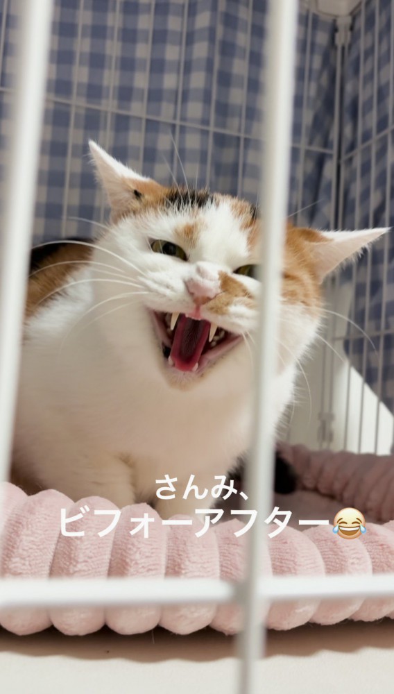 カメラを見て威嚇をする猫