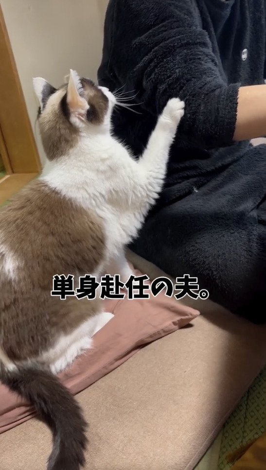 旦那さんの腕に手を乗せる猫