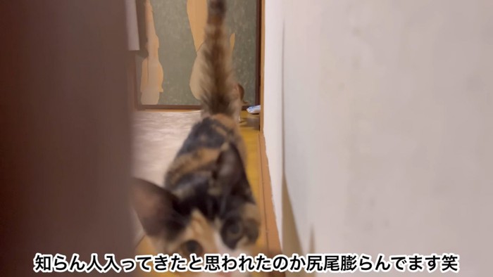 近づく猫と遠くにいる猫