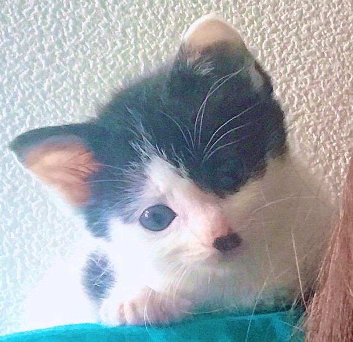 肩にのっている猫