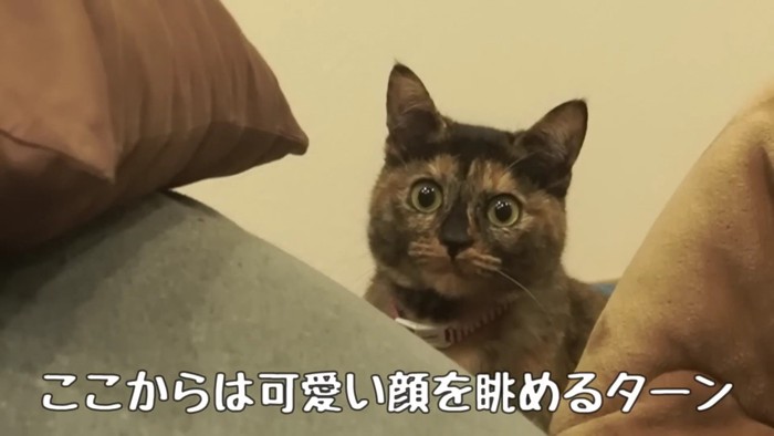 見つめる猫