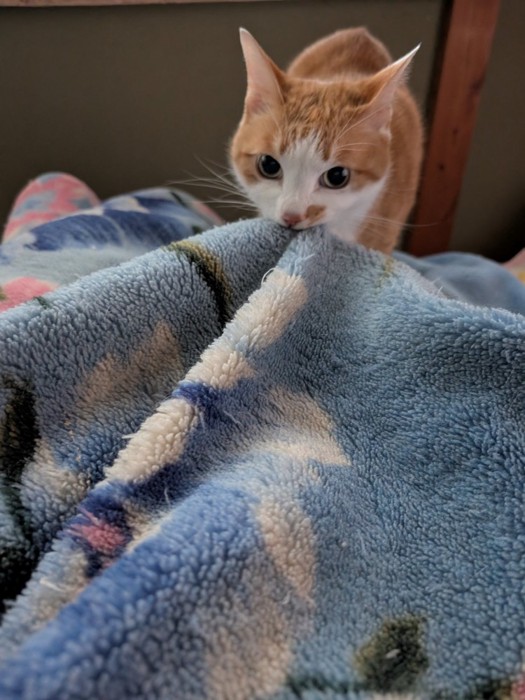 布団を噛んで引っ張る猫
