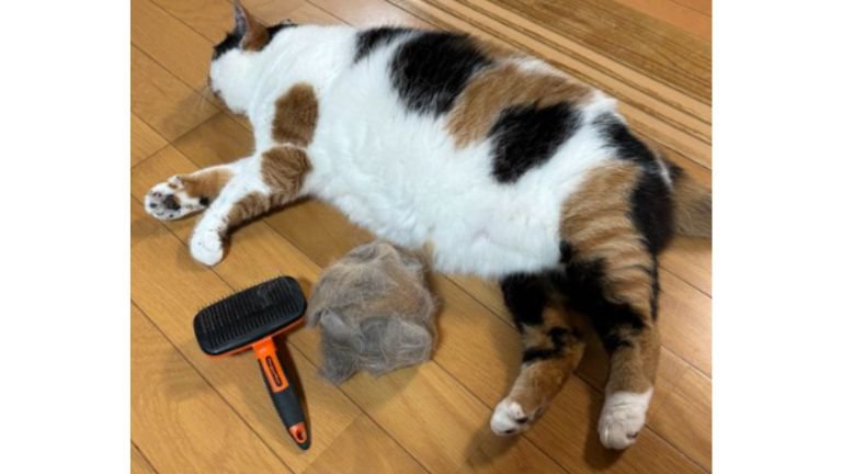 猫と抜け毛