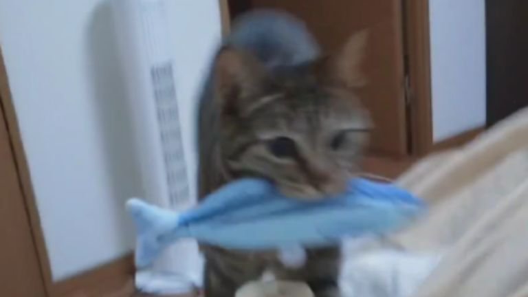 ベッドにいる猫