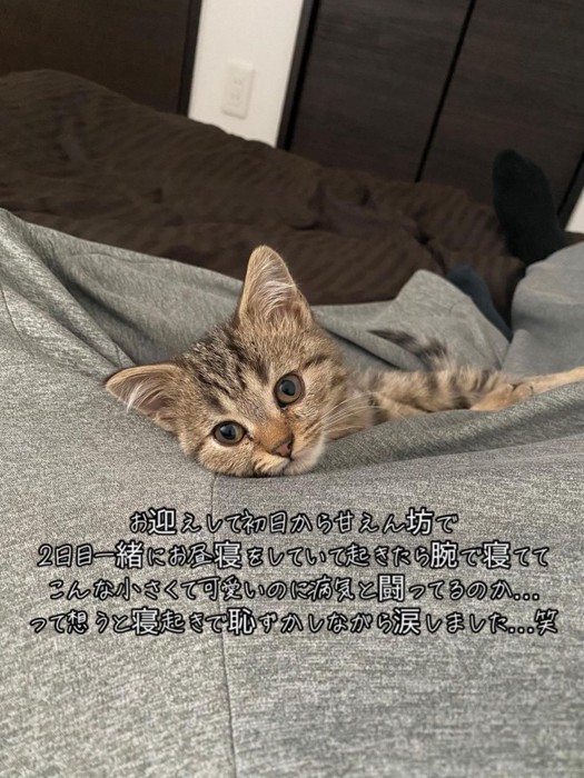 人に寄りかかる子猫