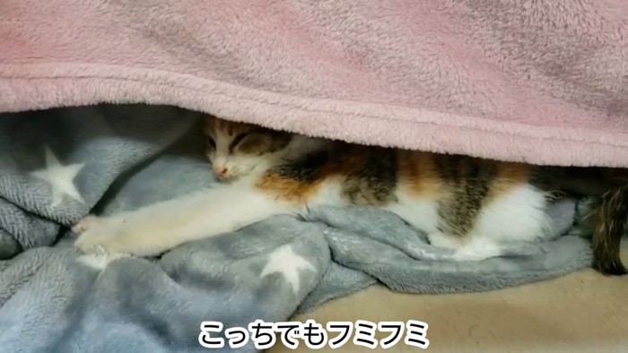 毛布の中にいる子猫