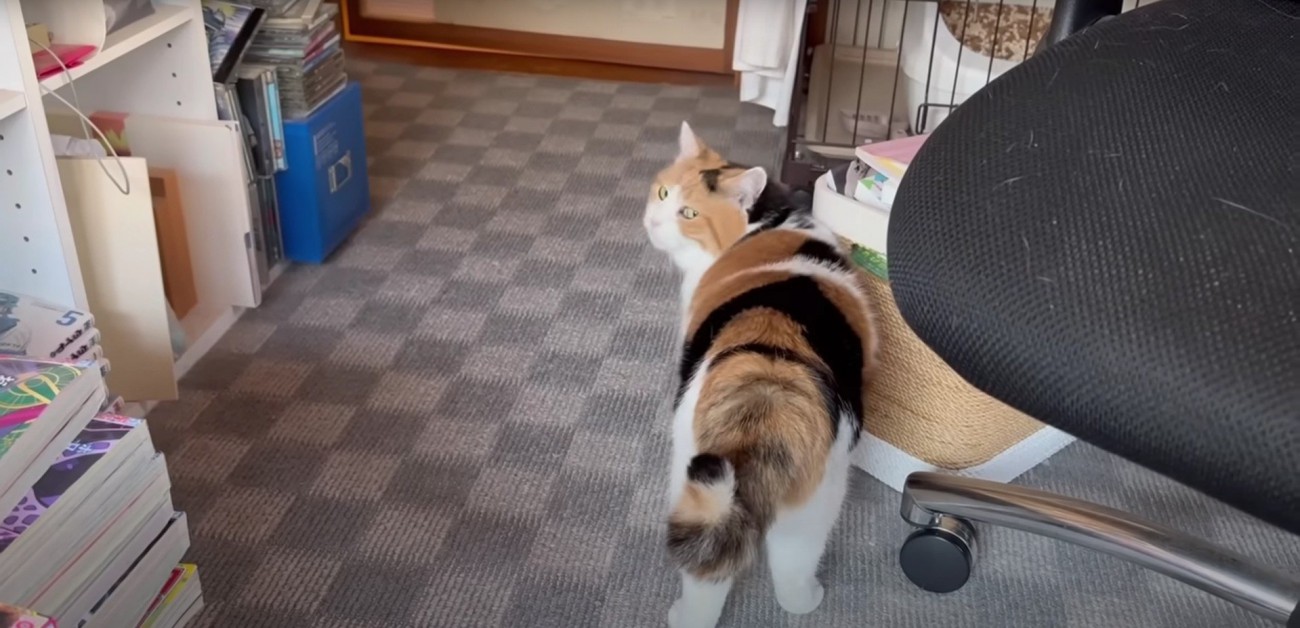 振りむいている猫