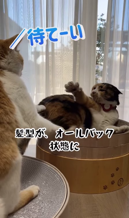 爪研ぎの上で横になって右前足を伸ばしている猫