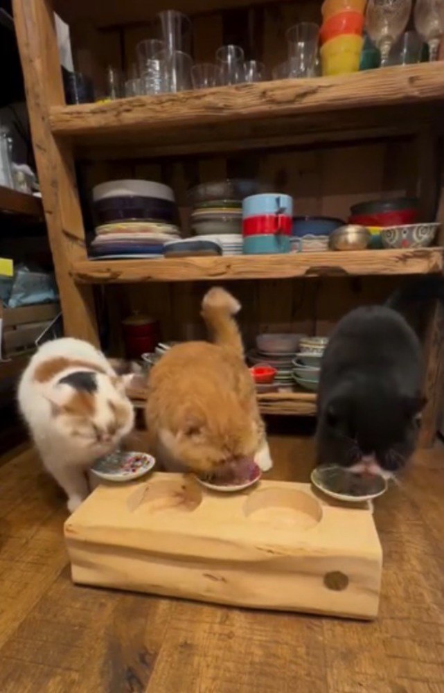 横に並べられた器に顔を入れてごはんを食べる3匹の猫