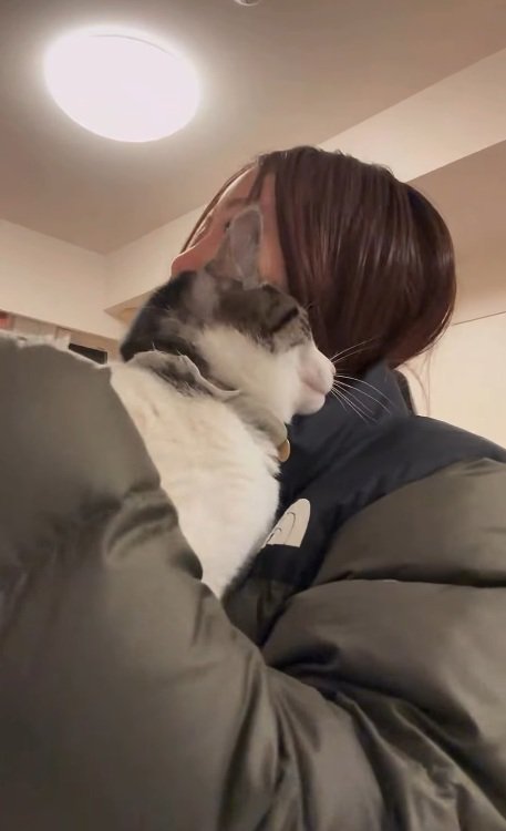 鯖白猫をハグする飼い主