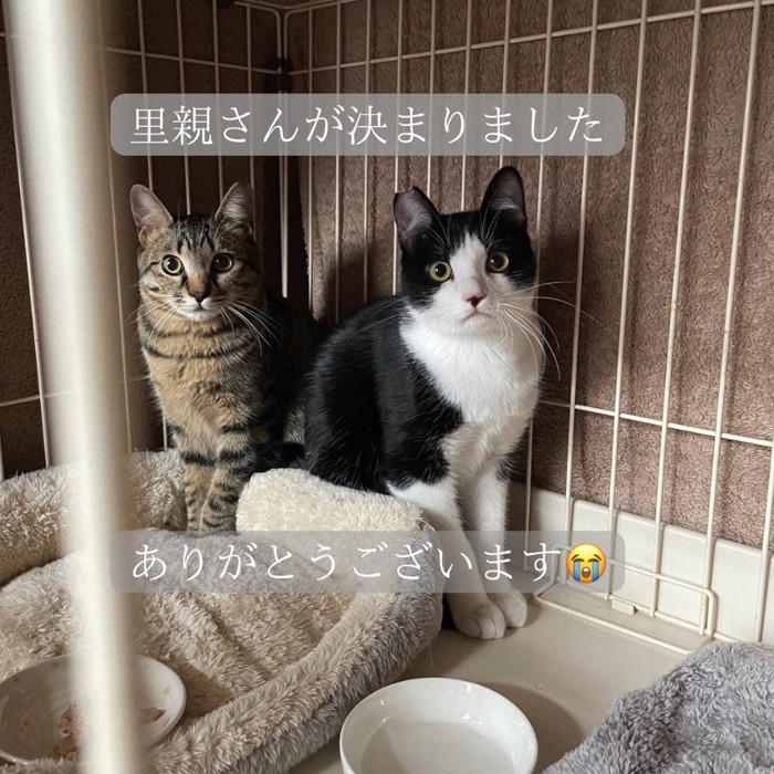 ケージの中でカメラ目線で座っている2匹の猫