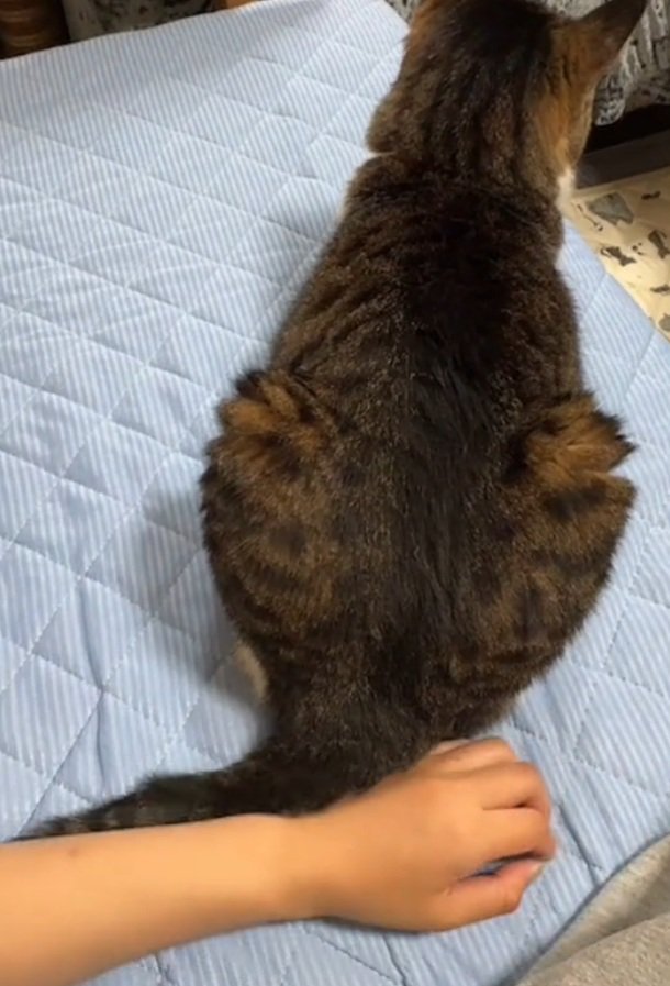 しっぽを手に当てる猫