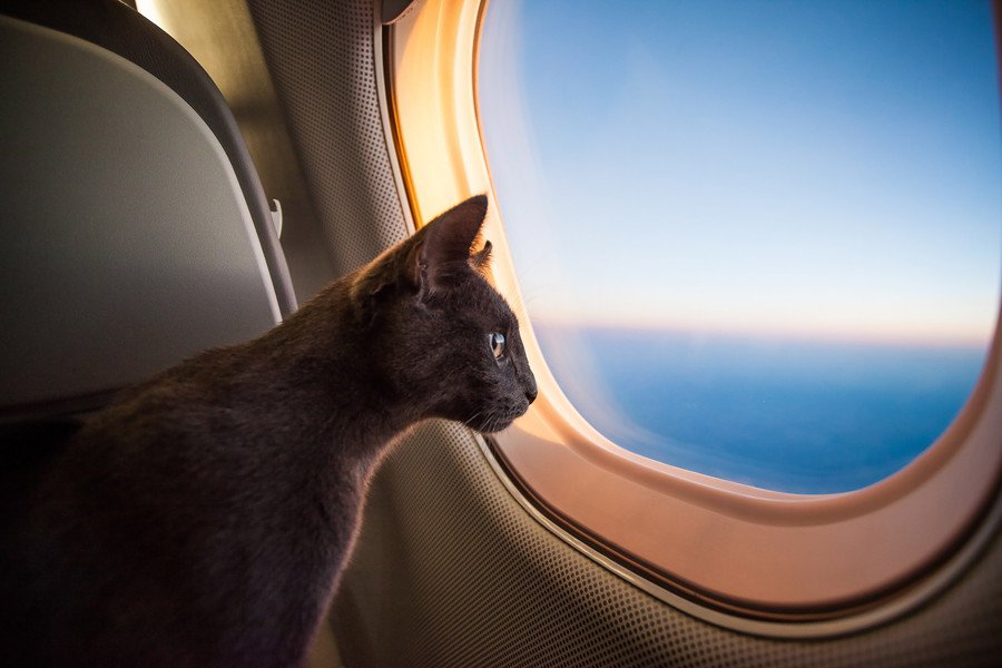 飛行機の客室にいる猫