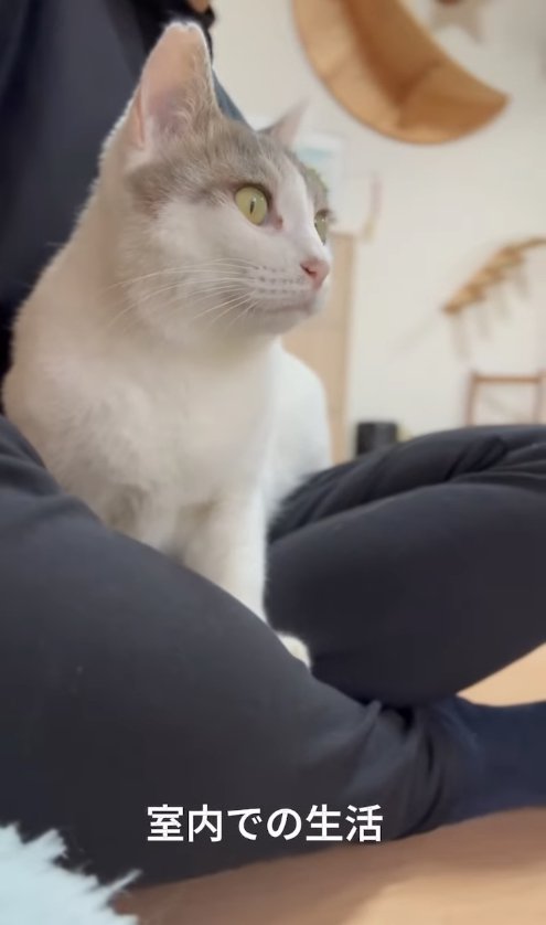 保護主の膝の上に乗っている猫(ほぼ横顔)