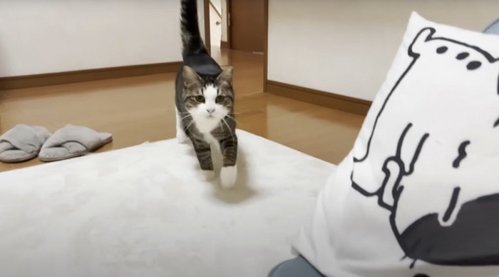 こちらに走ってくる猫