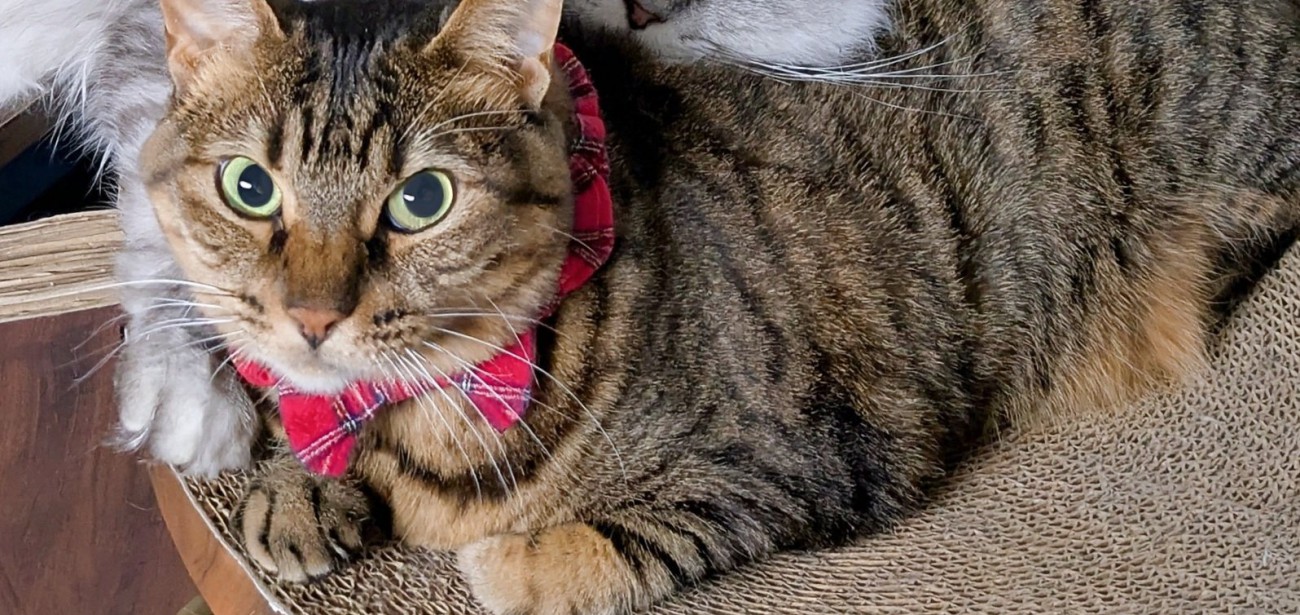 困っている表情の猫