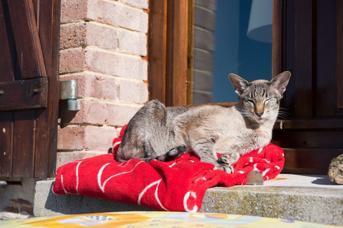 日向ぼっこをする猫