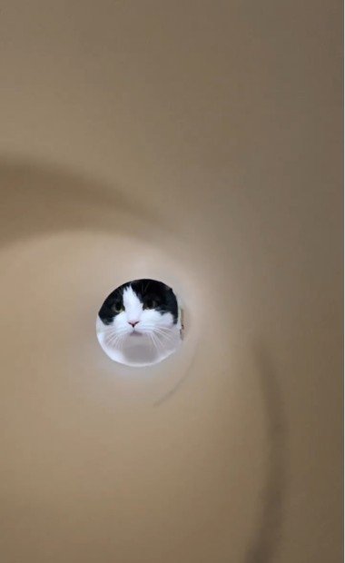 キッチンペーパーの芯の向こうにいる猫