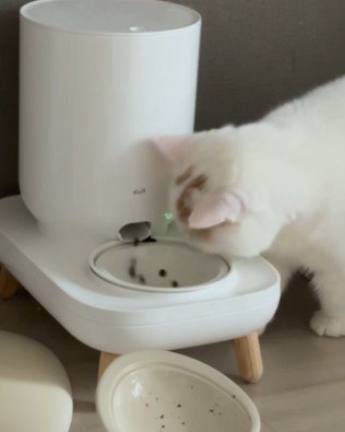 自動給餌器から出てくるごはんを食べる猫