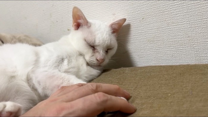 白猫の前足をにぎる飼い主