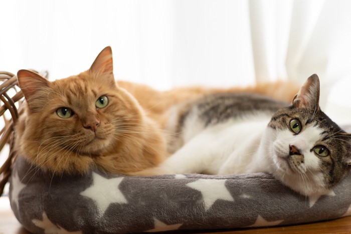 ベッドを共有する猫達