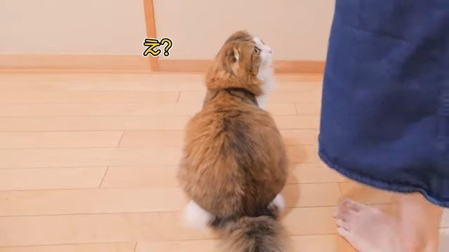 女性を見上げる猫