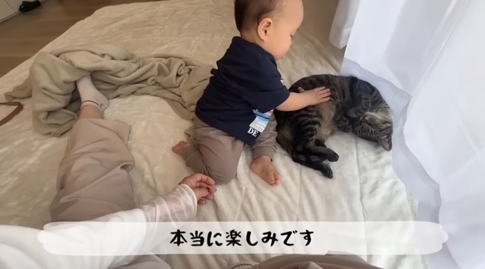 猫をなでている赤ちゃん