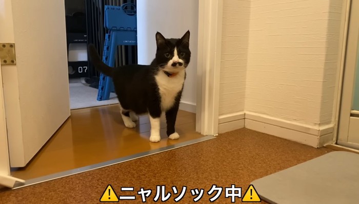 ニャルソック中