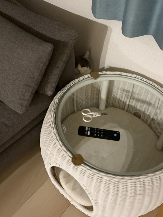 隠れる猫