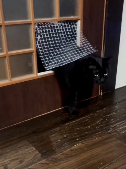 窓を通り抜ける猫