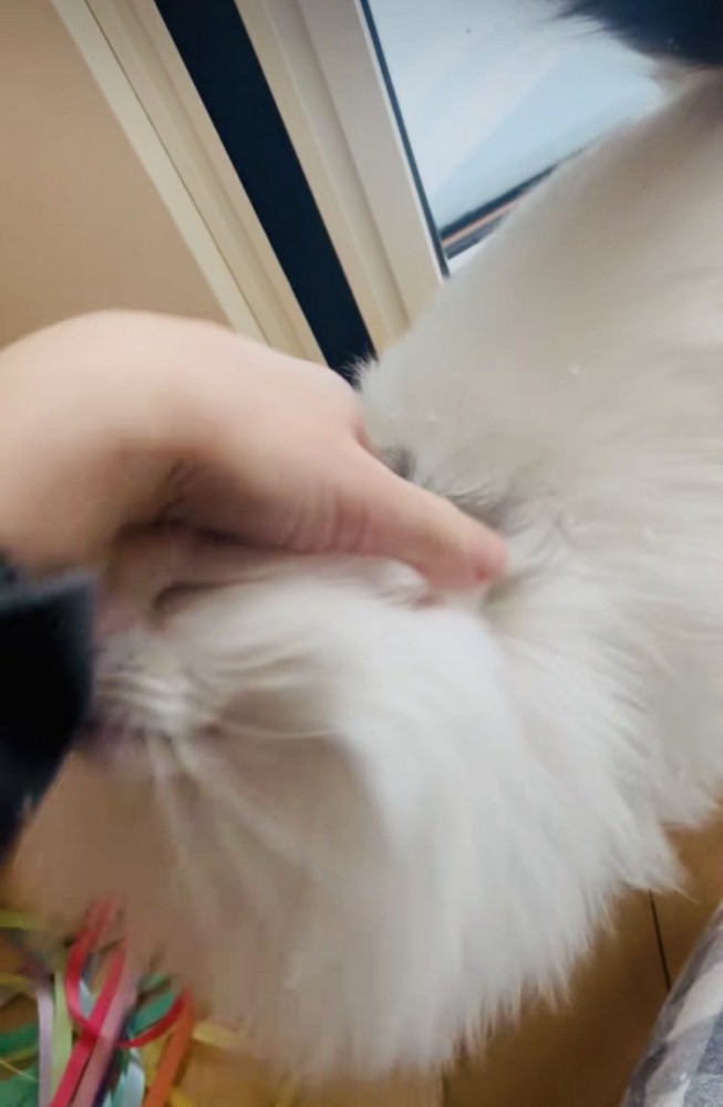 飼い主に頭を撫でられるノルウェージャン