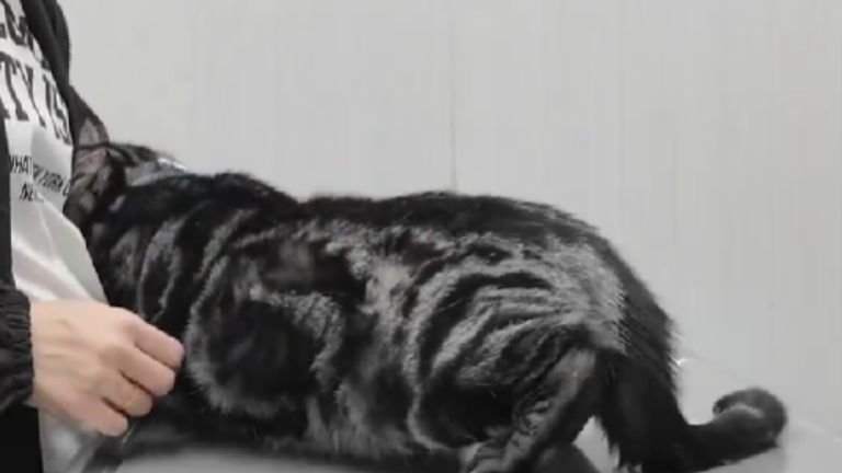 動物病院にいる猫