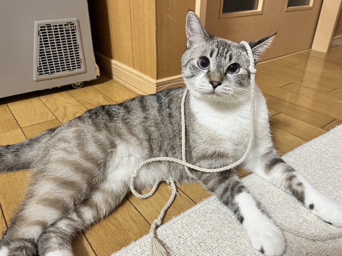 頭に紐を載せた猫
