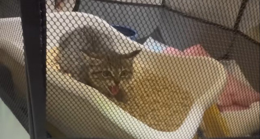 保護された子猫