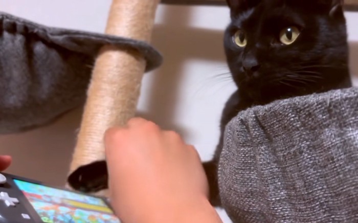 太鼓の達人をやる猫2