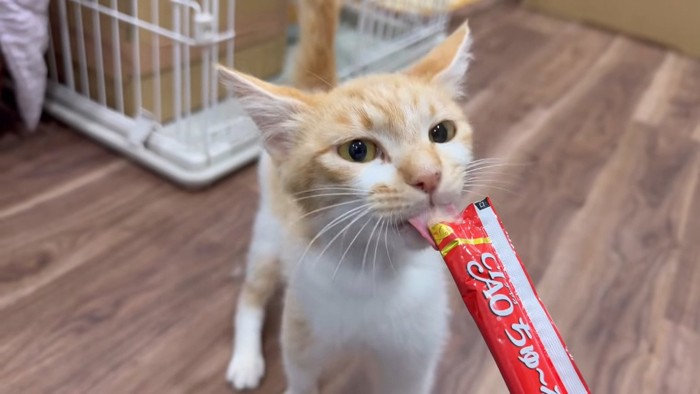 パパさんの手からオヤツを食べるピーポーちゃん