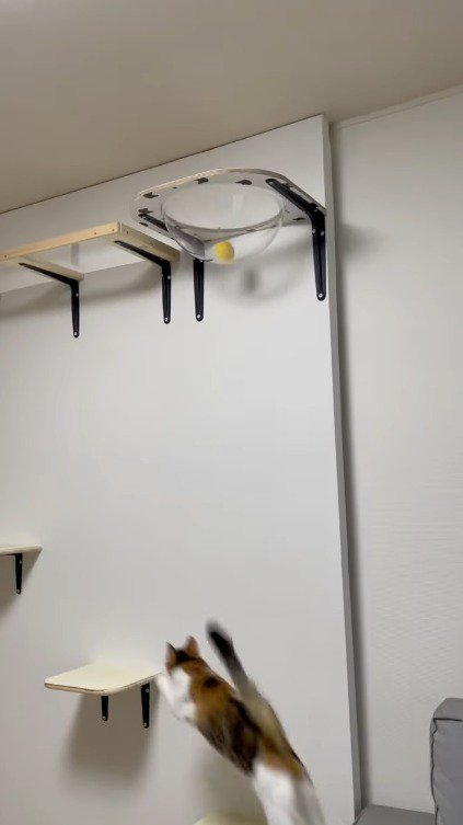 キャットウォークを上る猫