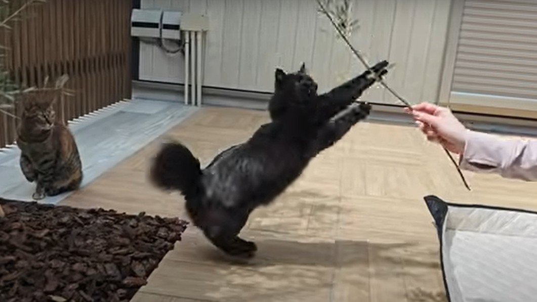 木の枝にじゃれつく黒猫