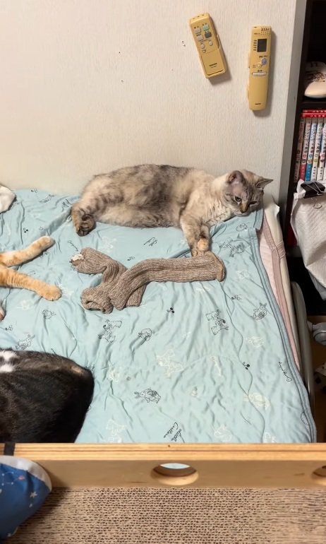 見つめる猫