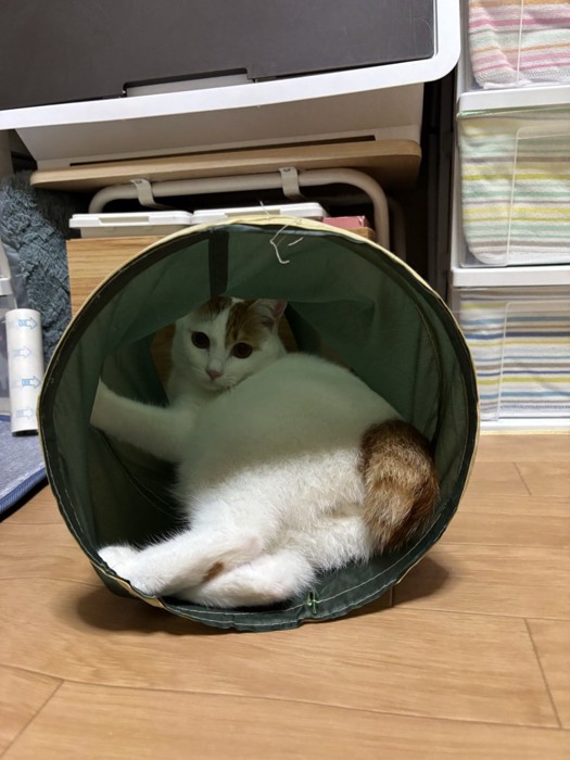 トンネルの中に寝そべる猫