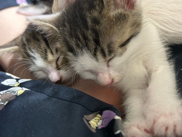 熟睡する2匹の猫